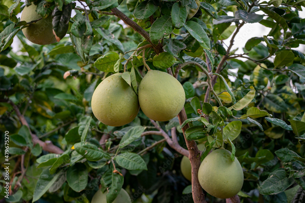 Big round pomelo citrus fruits hanging on trees on pomelo plantations