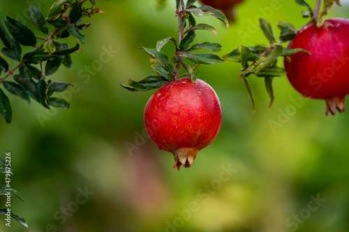 Red ripe Punica granatum pomegranatum fruits hanging on tree ready to harvest