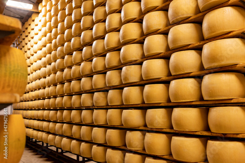 Process of making parmigiano-reggiano parmesan cheese on small cheese farm in Parma, Italy, factory maturation room for aging of cheese wheels up to 5 years