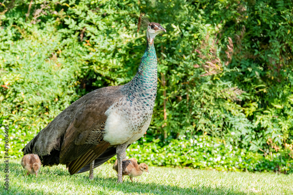Beautiful female peacock and her child Beautiful female peacock and her child