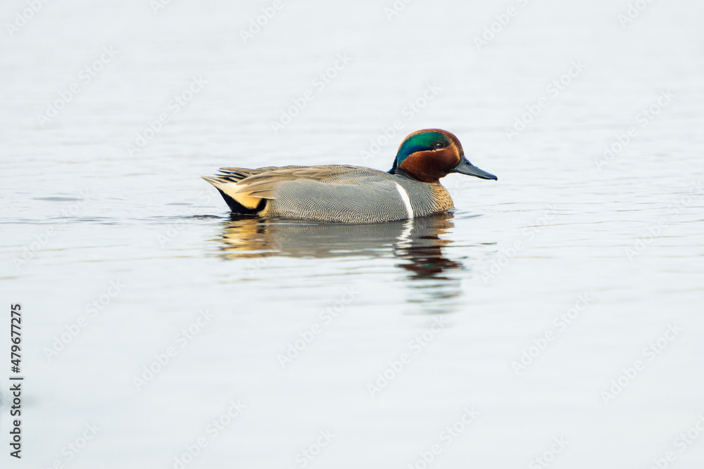 Obraz premium Green-Winged Teal Duck