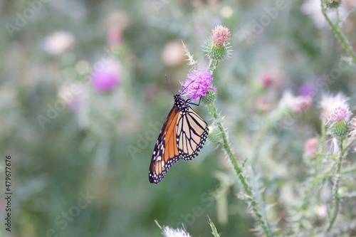 monarch butterfly on a flower