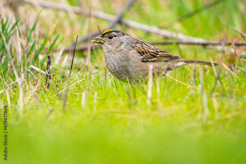 Golden Crowned Sparrow Golden Crowned Sparrow