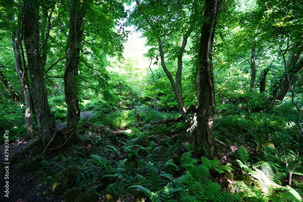 Obraz premium a refreshing wild forest in the sunlight