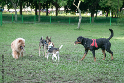 Dog park, group of dogs of different breed playing together. Dog socialization concept.