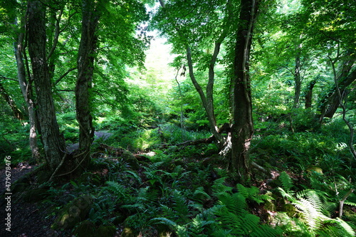 a refreshing wild forest in the sunlight