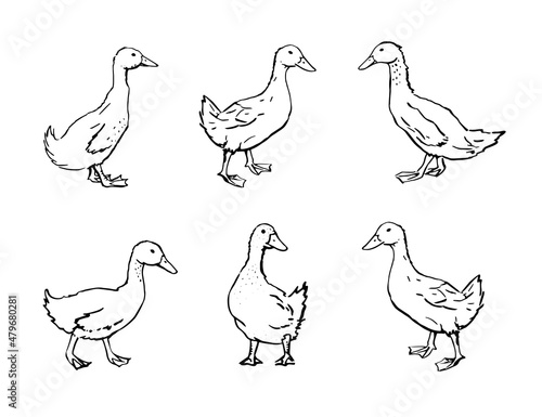 Hand drawn ducks. Black drawing on white background. Vector poultry illustration.