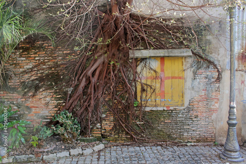 Creeping tree roots attached to a brick wall wrapped around a bright yellow wooden window forms an urban background. Songkhla, Thailand.
