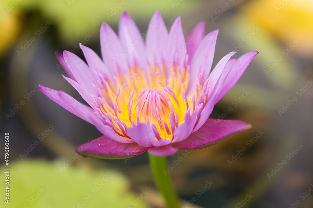 Close up a beautiful lotus blossom