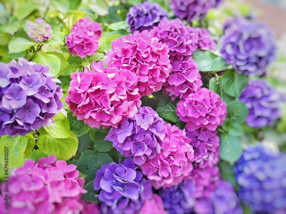 鮮やかな紫陽花