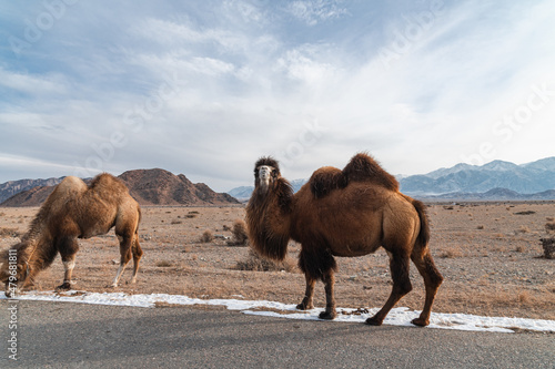 Bactrian camels in the foothills of the Tien Shan graze along the road.