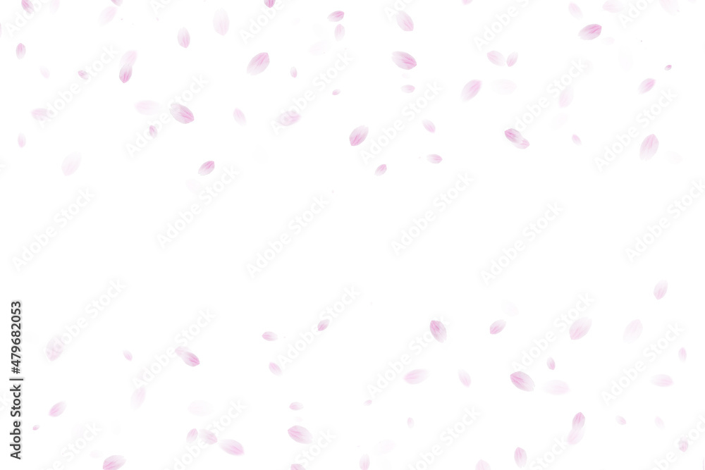 舞い上がる桜の花びら(白い背景）
