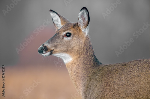 Portrait of beautiful red tailed deer 