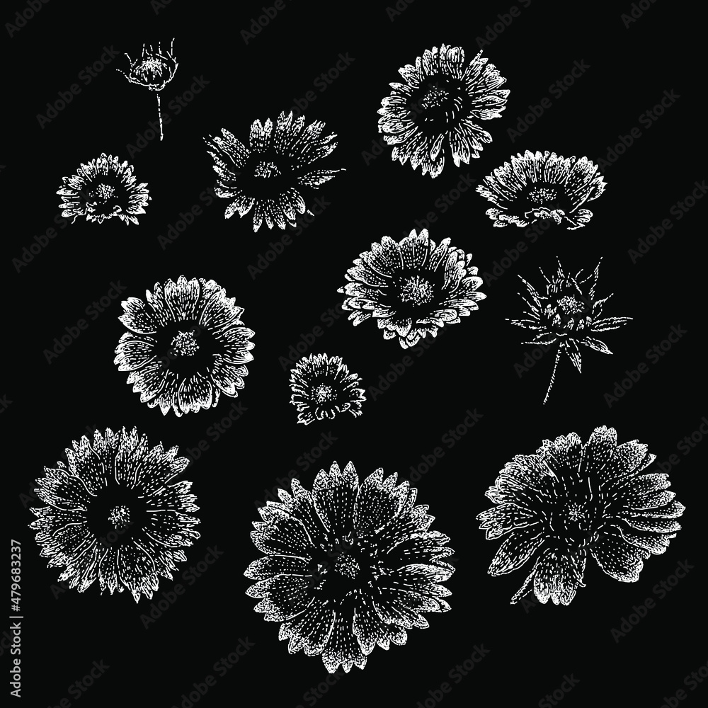 gaillardia or blanket flower set hand drawing vector illustration isolated on black background gaillardia or blanket flower set hand drawing vector illustration isolated on black background