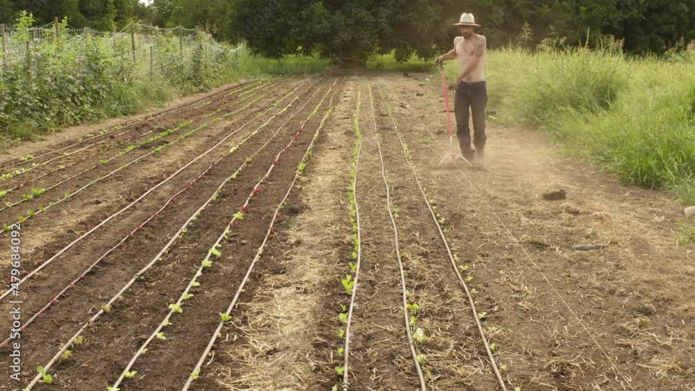 Agronomy plantation with genetically modified vegetables in open farmland, USA Agronomy plantation with genetically modified vegetables in open farmland, USA