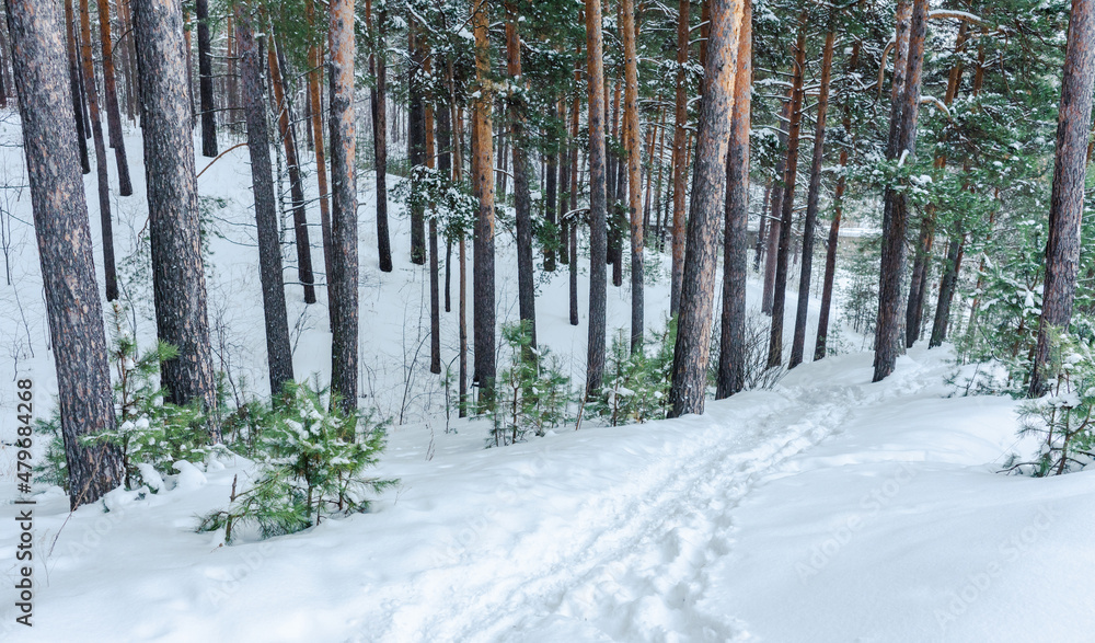 Pathway through winter pine forest with clear snow after snowfall. Winter landscape. Pathway through winter pine forest with clear snow after snowfall. Winter landscape.