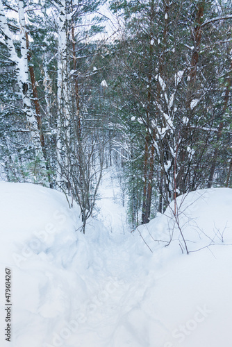 Pathway through winter pine forest with clear snow after snowfall. Winter landscape.