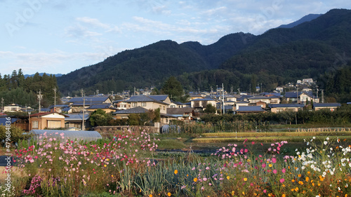 Iida, Nagano, Japan, 2021-07-09 , Cosmos flowers, autumn flowers in Iida city, a city located in Nagano Prefecture, Japan.