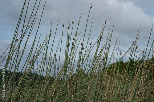 A field of spikerush or locally known as rumput purun or kercut with the sky as the background. Selective focus points photo