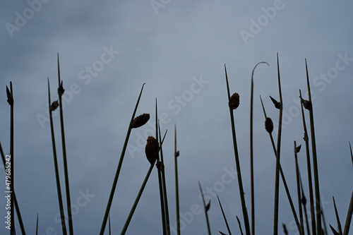 Silhouette of the spikerush or locally known as rumput purun or kercut with the sky as the background. Selective focus points