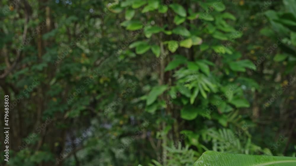 Crane shot of beautiful luscious green plants and forestry. Crane shot of beautiful luscious green plants and forestry.