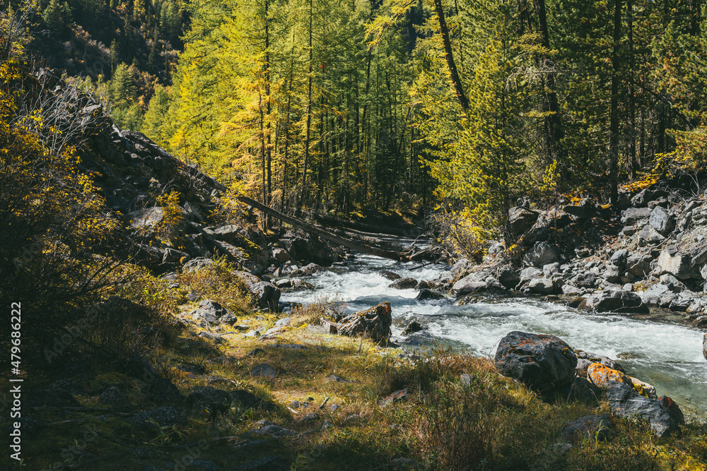 Scenic alpine landscape with mountain river in wild autumn forest in sunshine. Vivid autumn scenery with beautiful river among trees and thickets in sunny day. Mountain brook in woods in fall time. Scenic alpine landscape with mountain river in wild autumn forest in sunshine. Vivid autumn scenery with beautiful river among trees and thickets in sunny day. Mountain brook in woods in fall time.