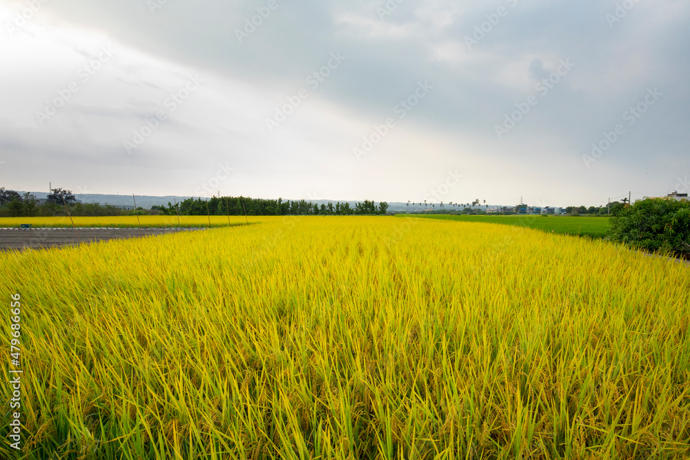 Taiwan, southern countryside, blue sky and white clouds, mature, golden rice fields