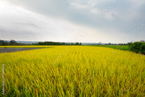 Taiwan  southern countryside  blue sky and white clouds  mature  golden rice fields