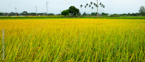 Taiwan, southern countryside, blue sky and white clouds, mature, golden rice fields