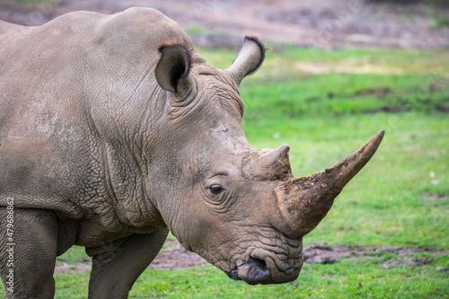 Southern white rhinoceros