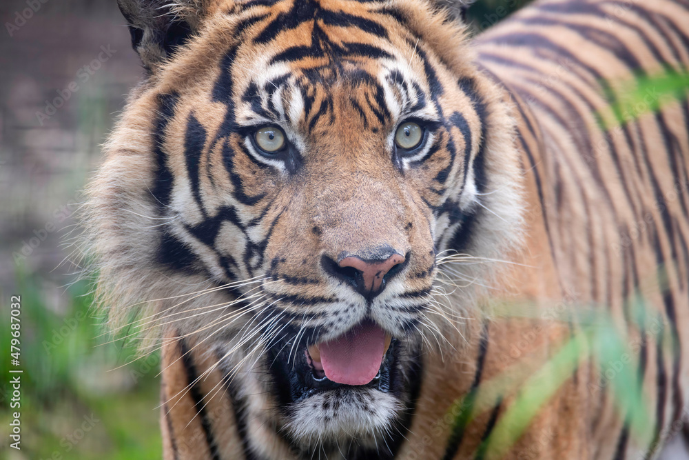 Fototapeta premium Sumatran Tiger