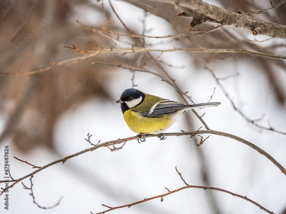 Naklejka premium Cute bird Great tit, songbird sitting on a branch without leaves in the autumn or winter.