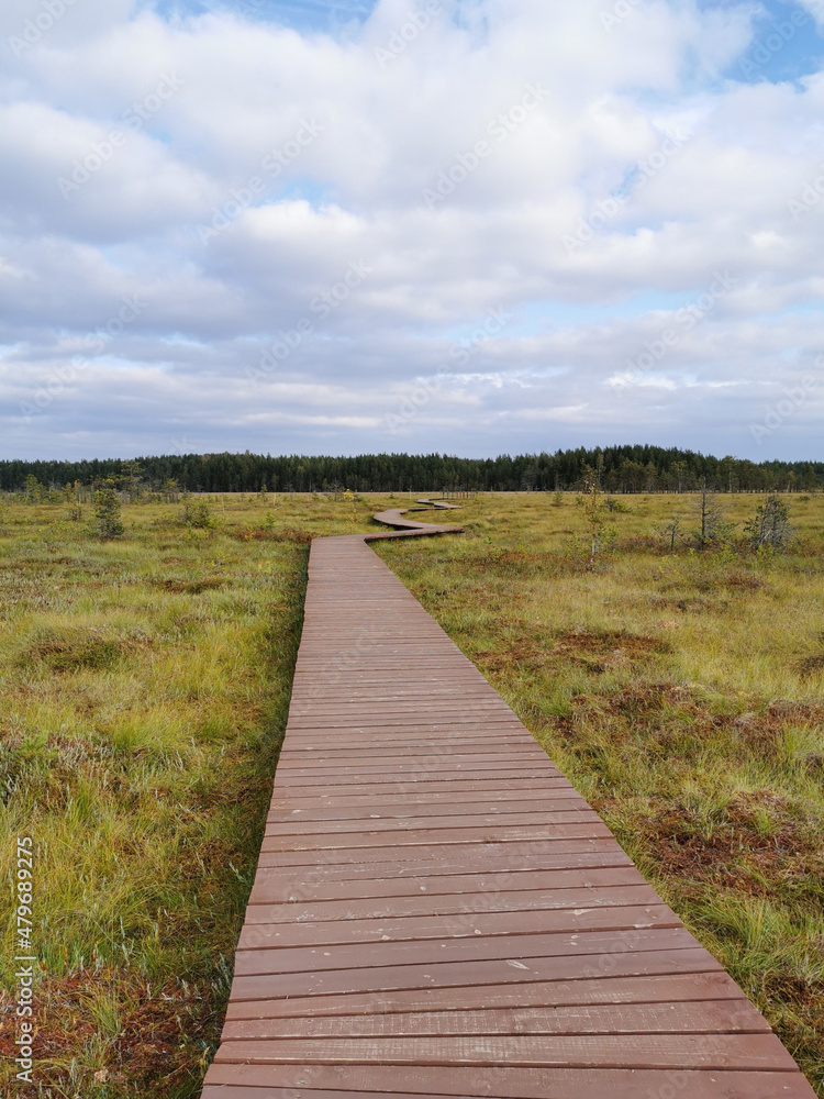 A deck of brown planks over a swamp with yellowed grass, going to the forest, against the background of the sky with clouds.