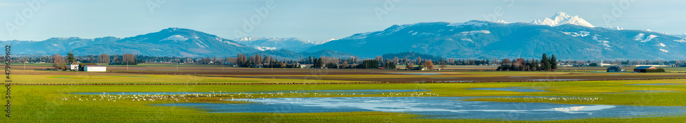 Migrating Trumpeter Swans in the Skagit Valley. he Skagit Valley supports the largest concentration of wintering Trumpeter Swans in North America. They feed on post-harvest crops.