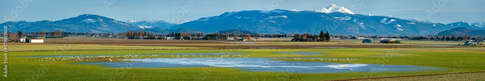 Migrating Trumpeter Swans in the Skagit Valley. he Skagit Valley supports the largest concentration of wintering Trumpeter Swans in North America. They feed on post-harvest crops.