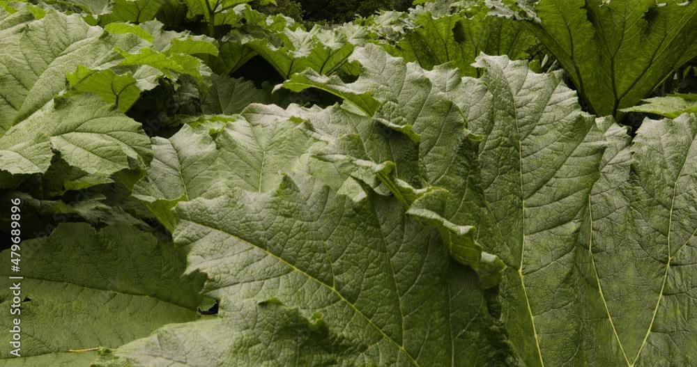 Herbaceous Flowering Gunnera Plants In The Garden Grounds In Blarney Castle, Ireland. Tilt-up, Revealed Herbaceous Flowering Gunnera Plants In The Garden Grounds In Blarney Castle, Ireland. Tilt-up, Revealed
