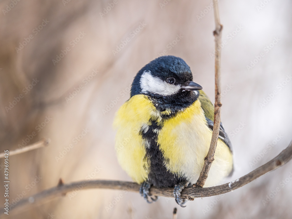 Fototapeta premium Cute bird Great tit, songbird sitting on a branch without leaves in the autumn or winter.