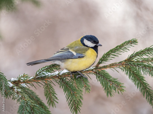 Cute bird Great tit, songbird sitting on the fir branch with snow in winter © Dmitrii Potashkin