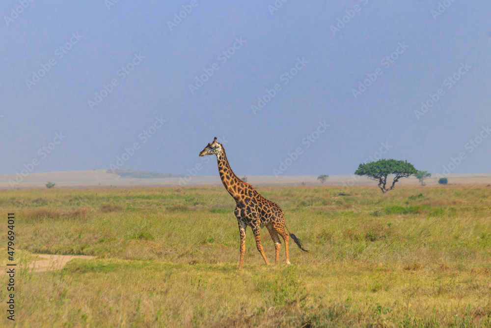 Obraz premium Giraffe in savanna in Serengeti national park in Tanzania. Wild nature of Tanzania, East Africa