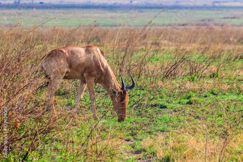 Coke's hartebeest (Alcelaphus buselaphus cokii) or kongoni in Serengeti national park in Tanzania, Africa © olyasolodenko