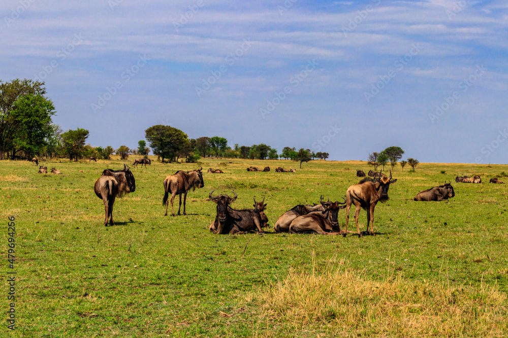 Fototapeta premium Herd of blue wildebeest (Connochaetes taurinus) in savannah in Serengeti national park in Tanzania. Great migration