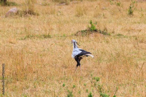Secretarybird or secretary bird (Sagittarius serpentarius) walking in Serengeti national park, Tanzania © olyasolodenko