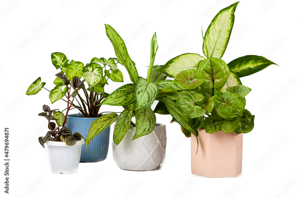 Indoor flower in a white pot isolated Indoor flower in a white pot isolated