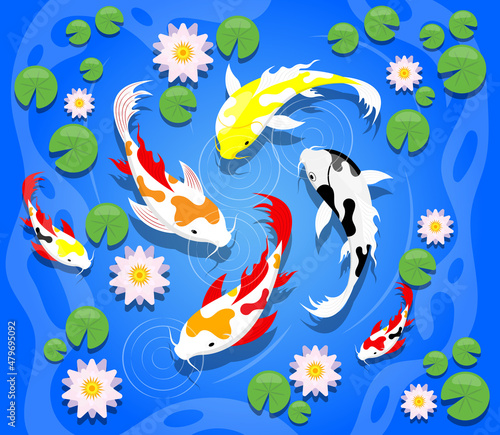 Colorful Koi carps fish and lotus flower illustration