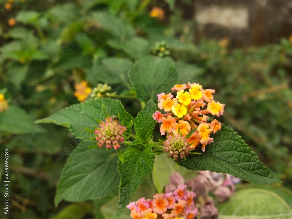 orange and flowers orange and flowers