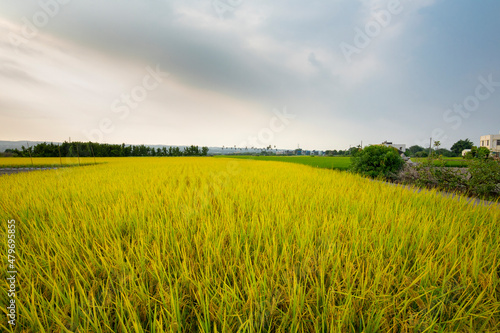 Taiwan  southern countryside  blue sky and white clouds  mature  golden rice fields