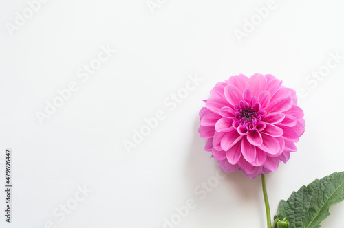 Purple dahlia on a light background. Space for text.