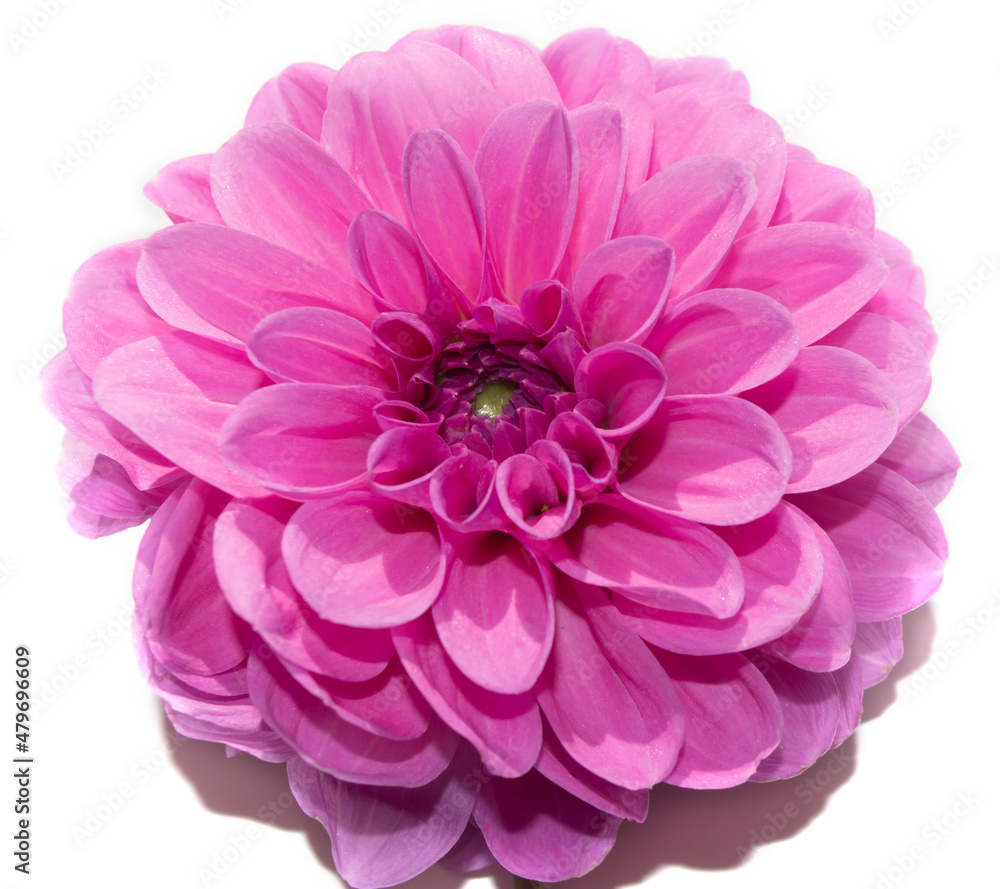 A purple dahlia bud on a white background. Mother-of-pearl flower isolate.