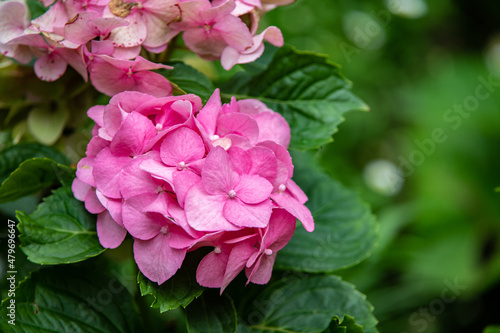 pink hydrangea flowers