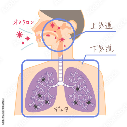 上気道と下気道へのオミクロン株の侵入（鼻・喉・肺の図表イラスト・文字あり）
